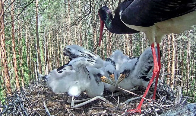 Kes sööb see kasvab