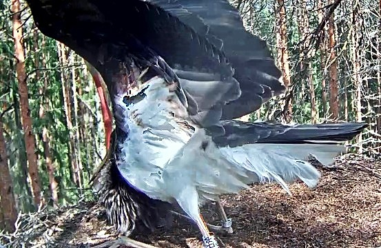 Noorlind Aru (A tähis jalanumbril) on vigastanud oma proovilendudel tiivaalust, aga rebend paistab paranevat. Tema see on, kes suurema aja pesal veedab. Teist noorlindu oli näha varahommikul