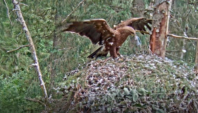 Pildil isaslind Tõnn, pesale saaki toomas, noorlind Tuule kostub kusagilt lähedusest