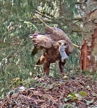 Suur-konnakotka emaslind Tiiu on saagiga pesale jõudnud
