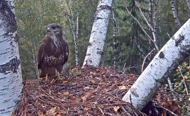 Korraks käis eile väike-konnakotkaste pesal noor hiireviu