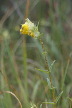 Saaremaa robirohi