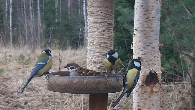 This weekend we watch winter garden birds