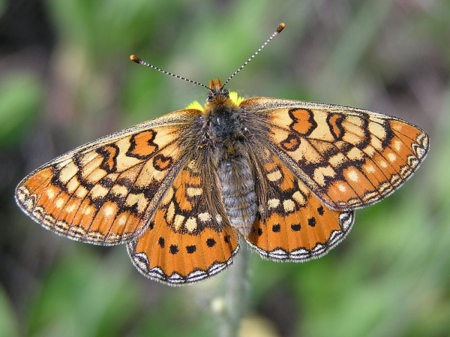 Marsh fritillary 