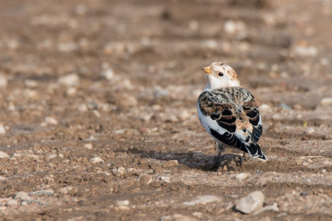 Fotol on väikesearvuline läbirändaja ja talvitaja hangelind (Plectrophenax nivalis), kes rändab meilt edasi põhja poole pesitsema. Viimased isendid lahkuvad meilt aprilli alguses