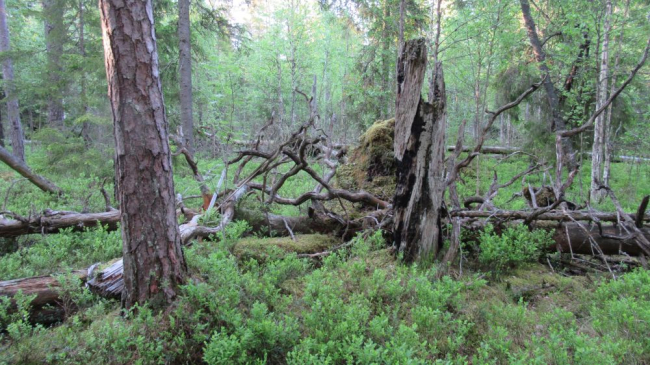 Pilt Virumaa põlismetsast