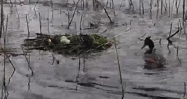 Kolmas muna oli munetud kella viieks