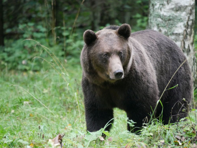 Oso pardo