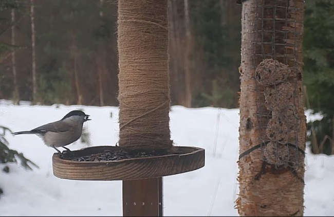 Lindude toidumaja sobib hästi talilindude loenduseks