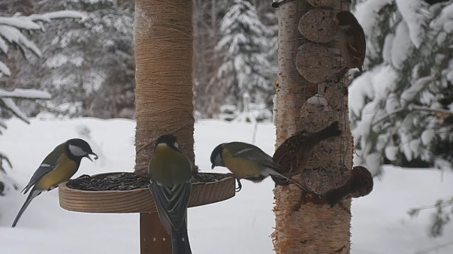 Aialinnuvaatluste esialgne kokkuvõte