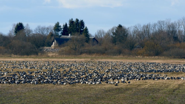 Valgepõsk-lagled põllul