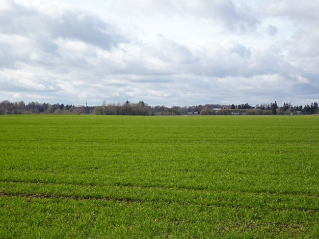 Orasepõllud kasvavad