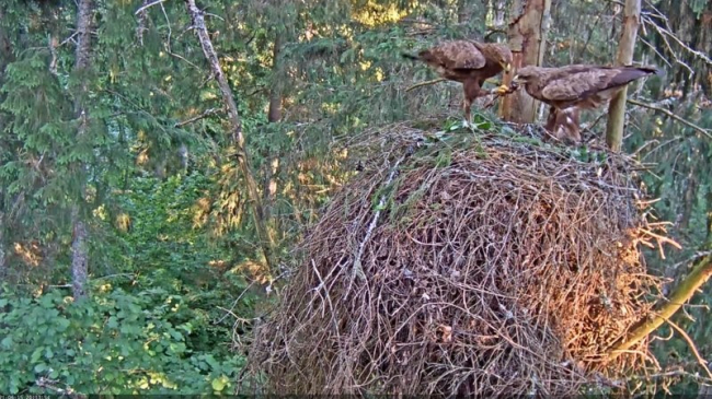 Самец кормит самку во время высиживания
