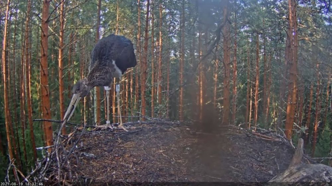 Isaslind Karl II täna kurepoeg Piknet söötma ei tulnud