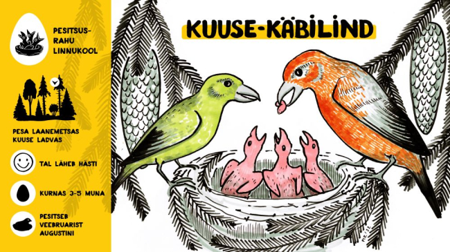 käbilinnud