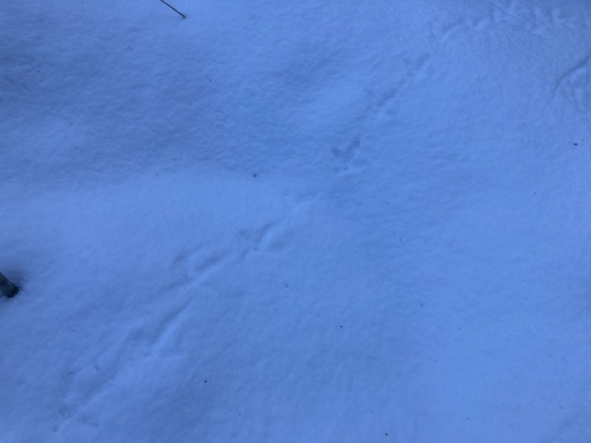 Metsise jäljerida
