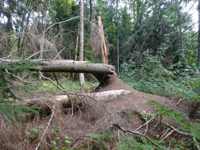 Murdunud kuusk avas metsas päikesepaiste kuklasepesale