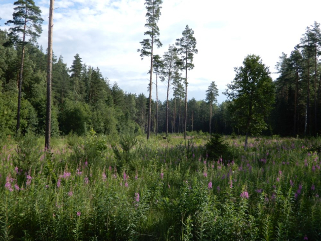 Kaheksa aastane männikultuur Auga metsas. Kvartal NA059 eraldis 14, pindala 1,63 ha, mustika kasvukohatüüp. Mustikas ei talu otsest päikest, st lageraiet; nii tiheda taimestiku all ei talu mustikas ka liiga pimedasse jäämist.