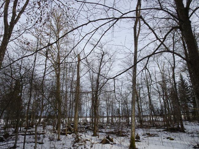 Looduslikult langesid metsapargi puistust välja saared. Puurinde all on piisavalt noori puid, mis aastatega uue kõrge puistu moodustavad. Jalakad, vahtrad ja toomingad moodustavad uue puurinde