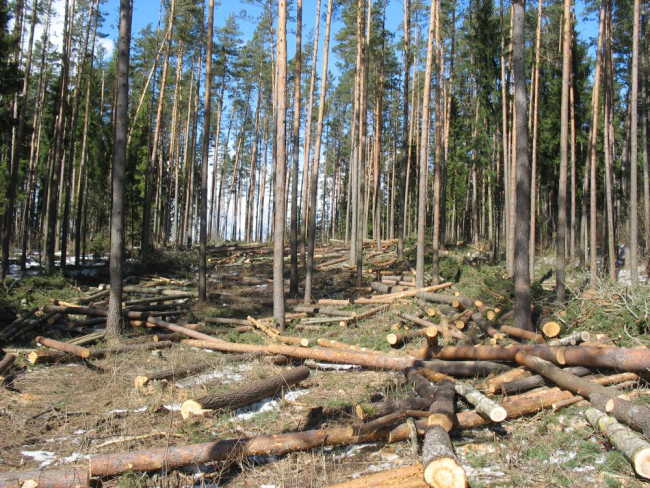 Hajaliraie (esimene) seemendusraiejärk: puistut harvendatakse puude seemnekandvuse suurendamiseks ja loodusliku uuenduse saamiseks