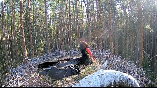 Isaslind Karl on pesal mune soojendanud palju öid