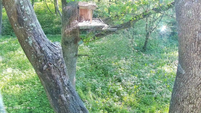 Pesaalusele on jäänud kõige pisem kassikaku poeg
