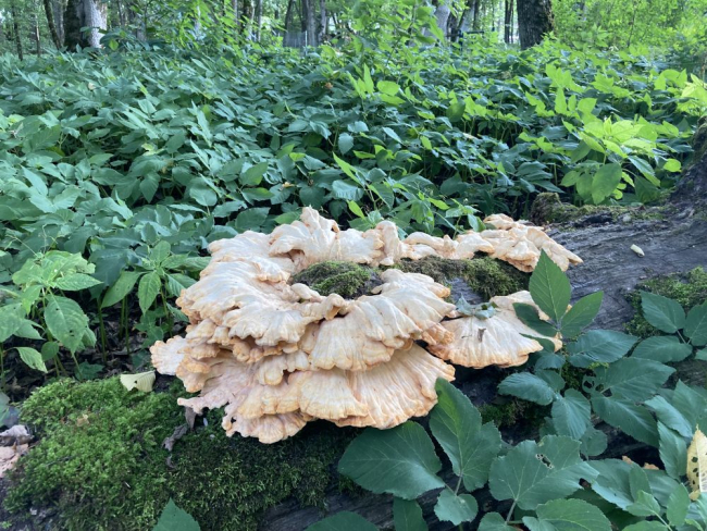 Vääveltorik noorelt