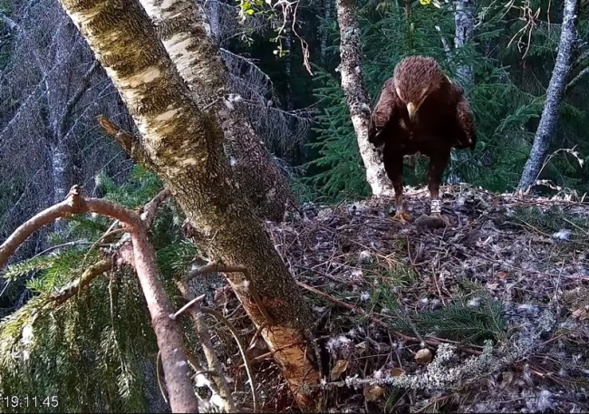 Isaslind toob saagi pesale ja mõne minuti möödudes on kotkapoeg kohal