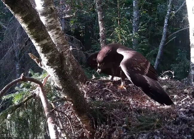 See jääbki tänavu kotkapoja viimaseks pildiks