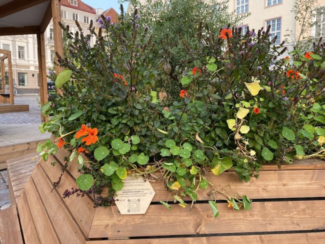 Meelerahu raja üheks punktiks on Raekoja plats