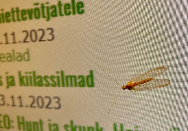 Kui kiilassilm ongi saabunud LK veebi üle kontrollima