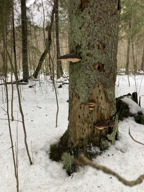 Kännupess murdunud kuusel