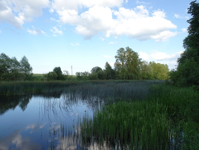 Pedja jõe keskel kasvab rohkelt järvkaislat