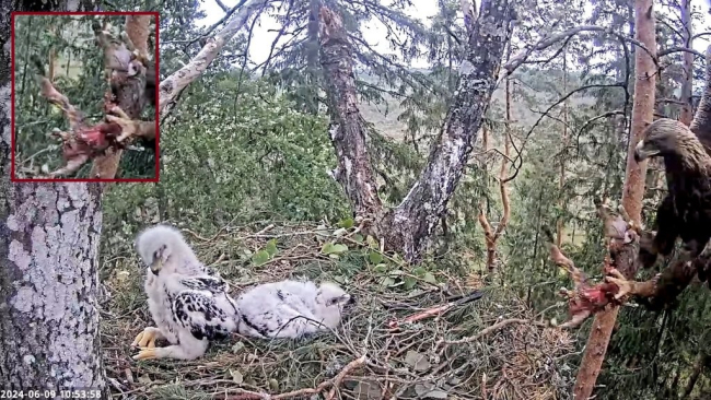 Vanem kotkapoeg vasakul ja noorem paremal, kui emaskotkas rebasepojaga pesale lendab