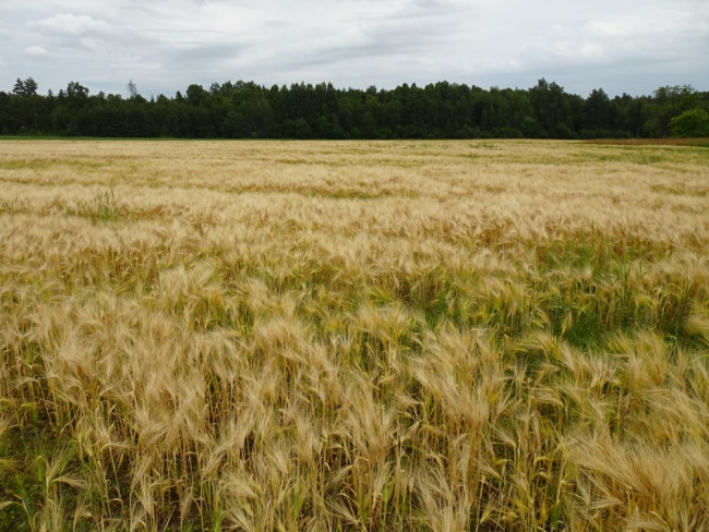 Kollendav odrapõld