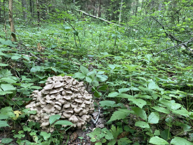 Nabatorikud oma kasvukohal