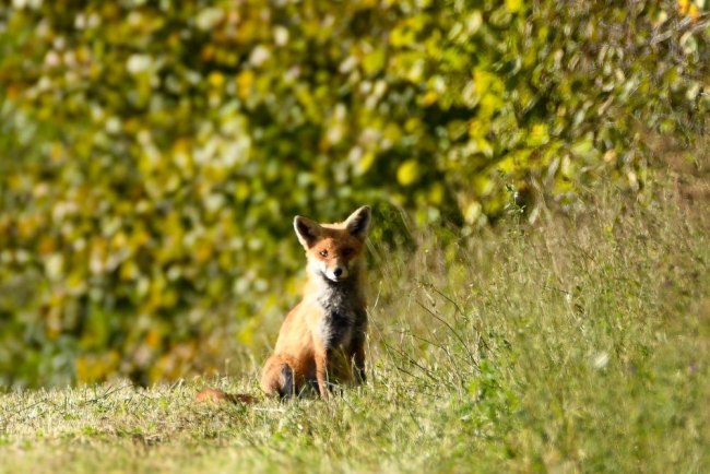 Märkasin metsa ääres uudishimulikku rebast, kellega meie pilgud ristusid. Jälgisime eemalt üksteist, vahepeal rebane istus ja vaatas minu suunas, siis võttis lamava asendi
