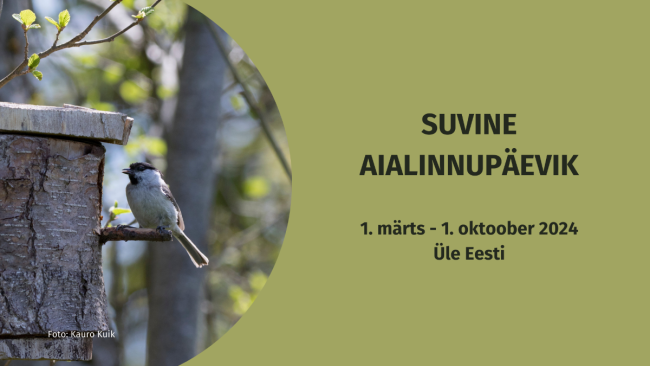 Suvise aialinnupäeviku 11. hooaeg