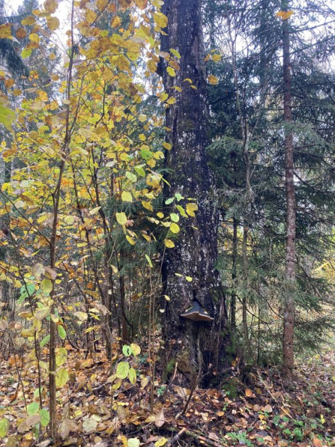 Haava tuletaelik