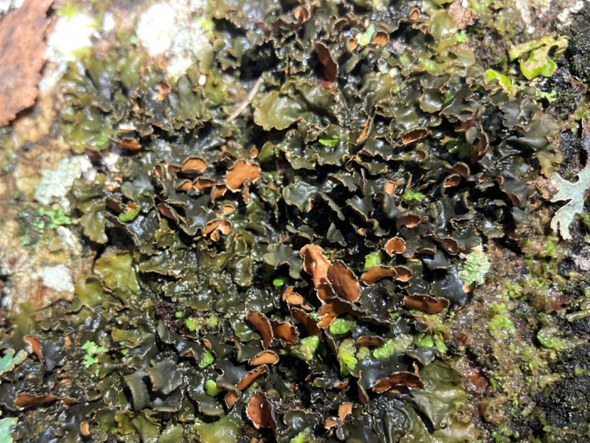 Neersamblik