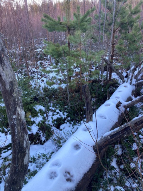 Ilvese jäljerida lamatüvel
