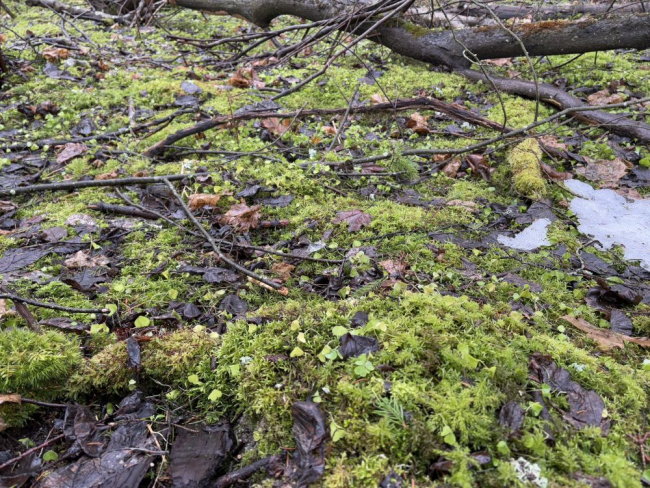 Jänesekapsad jaanuarisulases metsas Virumaal Saka külas