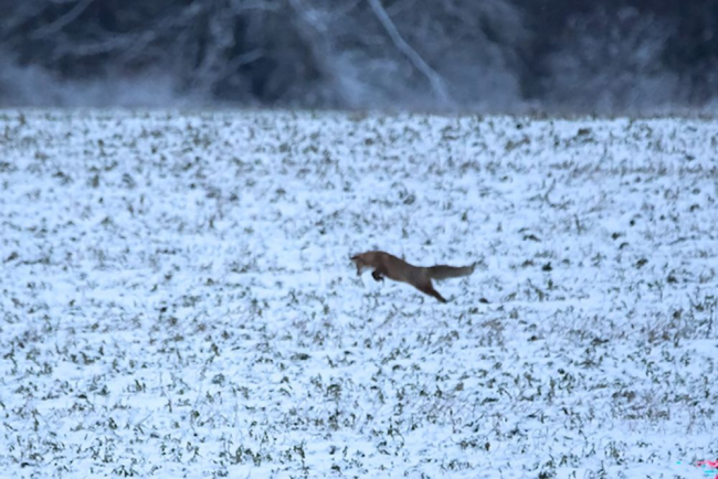 Looma tegutsemine õhtul, videviku eelsel ajal, kui reinuvader püüdis mänguliselt närilisi