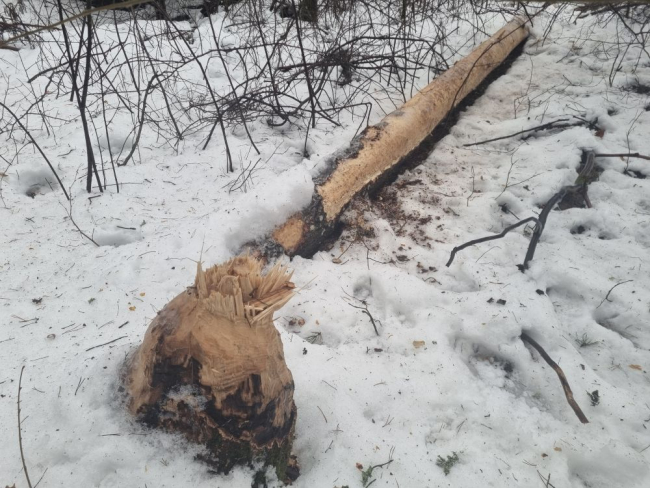 Koprapuu, mis kõrgele puuotsa viidud kaabli maha tõi. Õnneks jäi päikesepaneel oma kohale