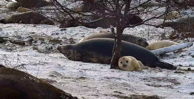 Hallide kaamera ees toimub