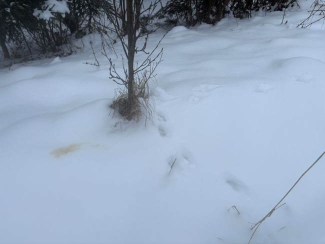 Rebase jäljerida ja innaaja jälg
