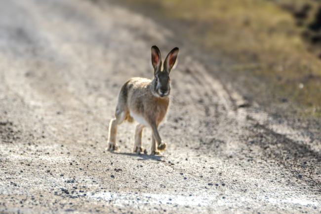 Jänes jooksis teeserva pidi piltniku suunas ehk otse sülle…