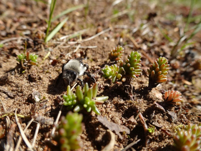 Liivamesilane /Andrena vaga/ ja kukeharjad