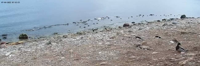 Noored hülgehakatised alustavat iseseisvat elu