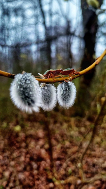 Pühade aegu võib ka nii…